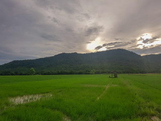 rice field green background.