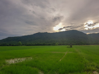 Naklejka premium rice field green background.