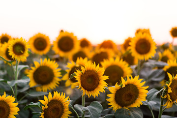 Sunflowers with sun