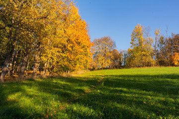 Field of spring grass and forest in sunset time