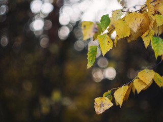 Autumn leaves birch background bokeh