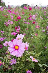 Obraz premium flowers in garden