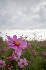 flowers and blue sky