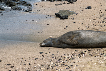 Fototapeta na wymiar Hawaiian Monk Seal on Beach