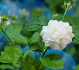 White Jasmine flower made from white cotton fabric on real jasmine tree