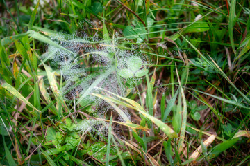 Spider net in grass with dew dropplets