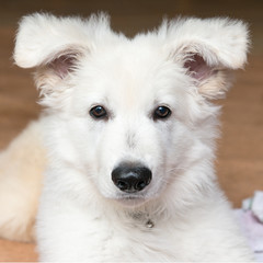 Hundebaby im Portrait hebt die Ohren an wie zwei Flügel -niedlich