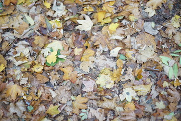 European mixed woodland forest Autumn leave leaves