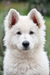 Hundebaby im Portrait hebt die Ohren spitz nach oben an und schaut ein an -niedlich