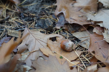 Acorn on brown fallen dry oak forest autumn leaves
