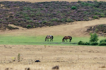 grazing horses on a new forest meadow in south england