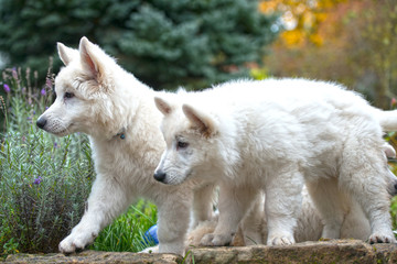 Zwei Hundebabys stehen im Profil und schauen beide auf die Seite