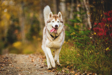 Portrait of funny and happy dog breed Siberian husky running on the path in the bright golden autumn forest © Anastasiia