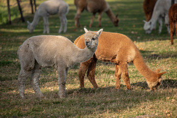 Alpaca,  Vicugna pacos