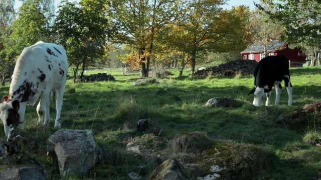 Beautiful meadow in afternoon with cattle eating grass.