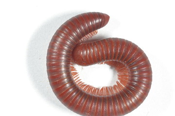 millipedes curled on a white background