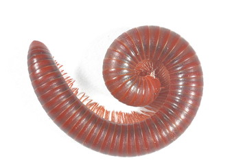 millipedes curled on a white background