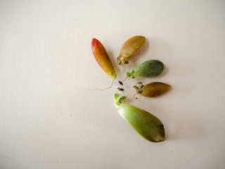 Variety of 5 different succulent leaves with roots and offsets in multiple colors on a white wooden...