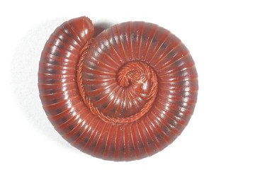 millipedes curled on a white background