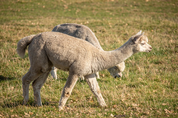 Fototapeta premium Alpaca, Vicugna pacos