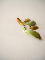 Variety of 5 different succulent leaves with roots and offsets in multiple colors on a white wooden...