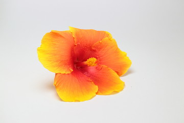 Obraz na płótnie Canvas orange flower isolated on white background