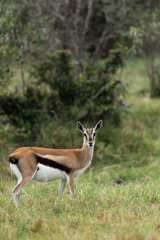 Thomson's Gazelle