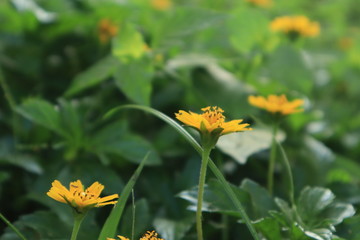 yellow flower