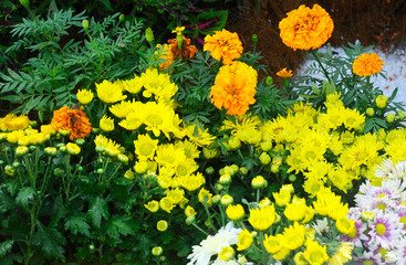 Various species of chrysanthemum flowers planted and grows in the Floria Garden in Putrajaya,...
