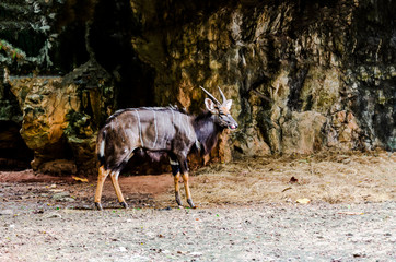 kudu is an animal with a deer or a mammal with long brown hair and a wild animal.
