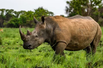 Foto op Plexiglas anti-reflex A close up photo of an endangered white rhino / rhinoceros face,horn and eye. South Africa © vaclav