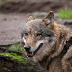 Obraz premium European Wolf (cap), Canis lupus lupus