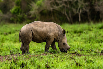 A close up photo of an endangered white rhino / rhinoceros face,horn and eye. South Africa