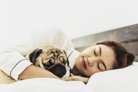 Pug Sleeping In Bed Images Browse 1 801 Stock Photos Vectors