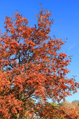 Trees with fall foliage on country park