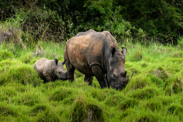 Obraz premium A close up photo of an endangered white rhino / rhinoceros face,horn and eye. South Africa