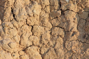 dry cracked earth