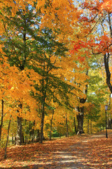 Trees with fall foliage on country park