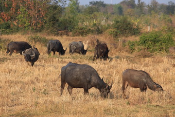 cape buffalo in the savannah