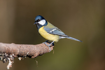 The great tit sitting on a branch in a swedish garden