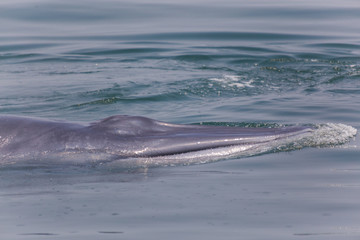 Closeup of Bryde's whale
