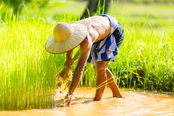 Asian farmers are growing rice.