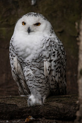 Great Snowy Owl,  Bubo scandiacus