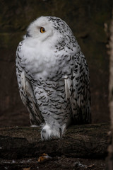 Great Snowy Owl,  Bubo scandiacus