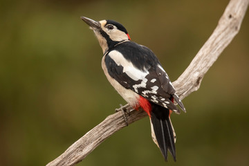Great Spotted Woodpecker, Dendrocopos major