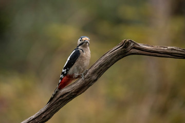 Great Spotted Woodpecker, Dendrocopos major