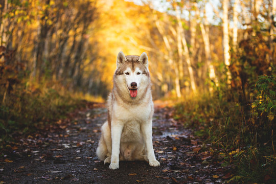 Portrait of adorable gorgeous Siberian Husky dog sitting in the bright enchanting golden fall forest