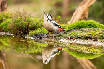 Great Spotted Woodpecker, Dendrocopos major
