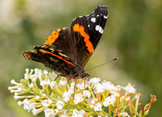Front view of a Red Admiral butterfly feeding on white flowers of a Butterfly bush