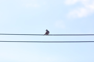 Dove perched on a wire